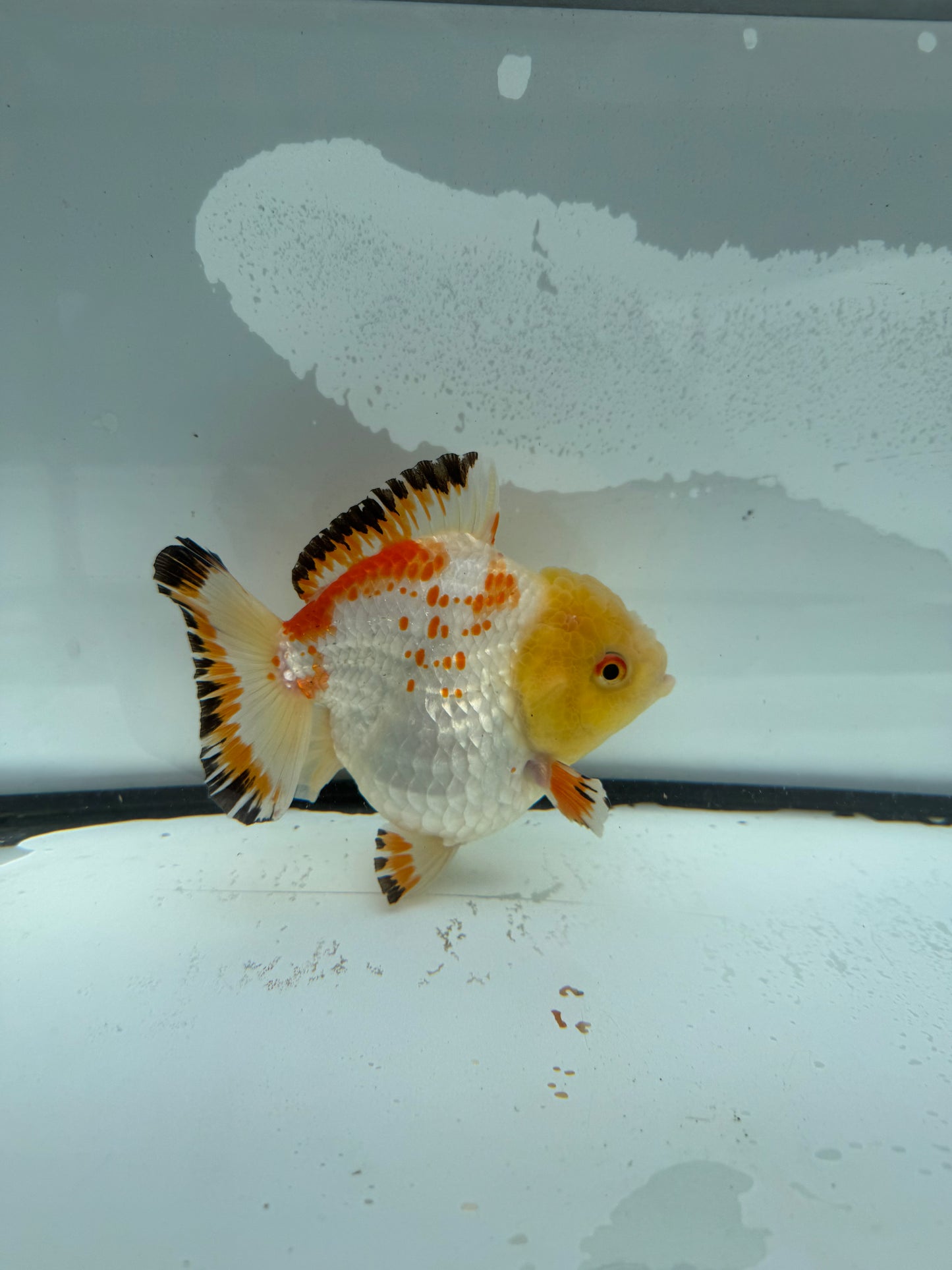 Short tail Oranda. WVF929