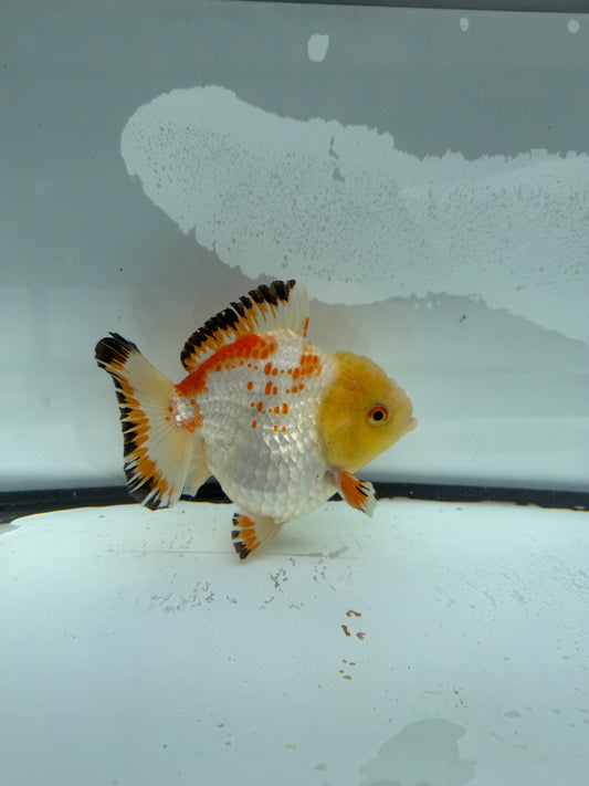 Short tail Oranda. WVF929