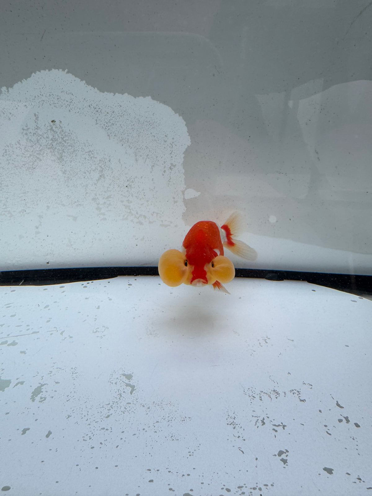 Red&white bubble eye   WVF1178