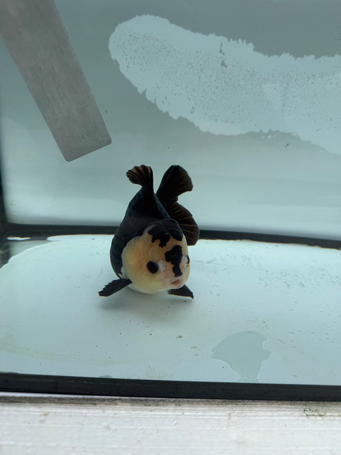 Short tail panda  oranda.  WVF927