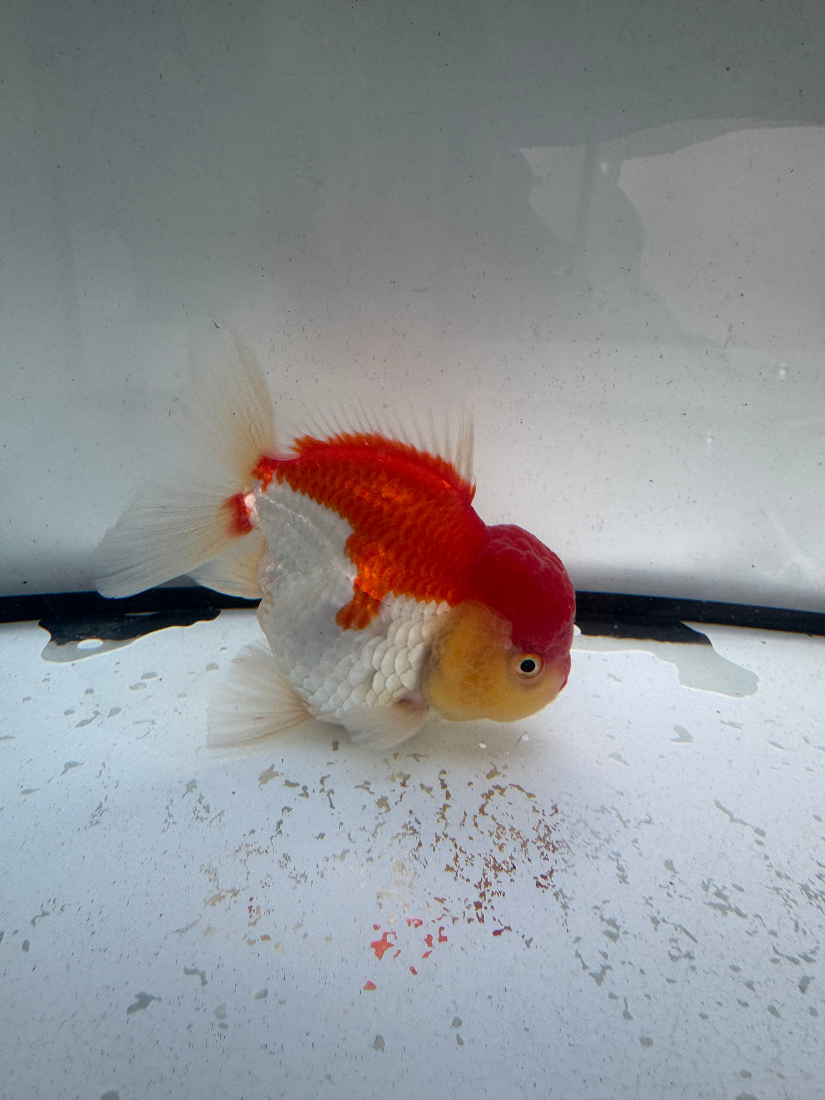 Red&white Oranda. WVF1246