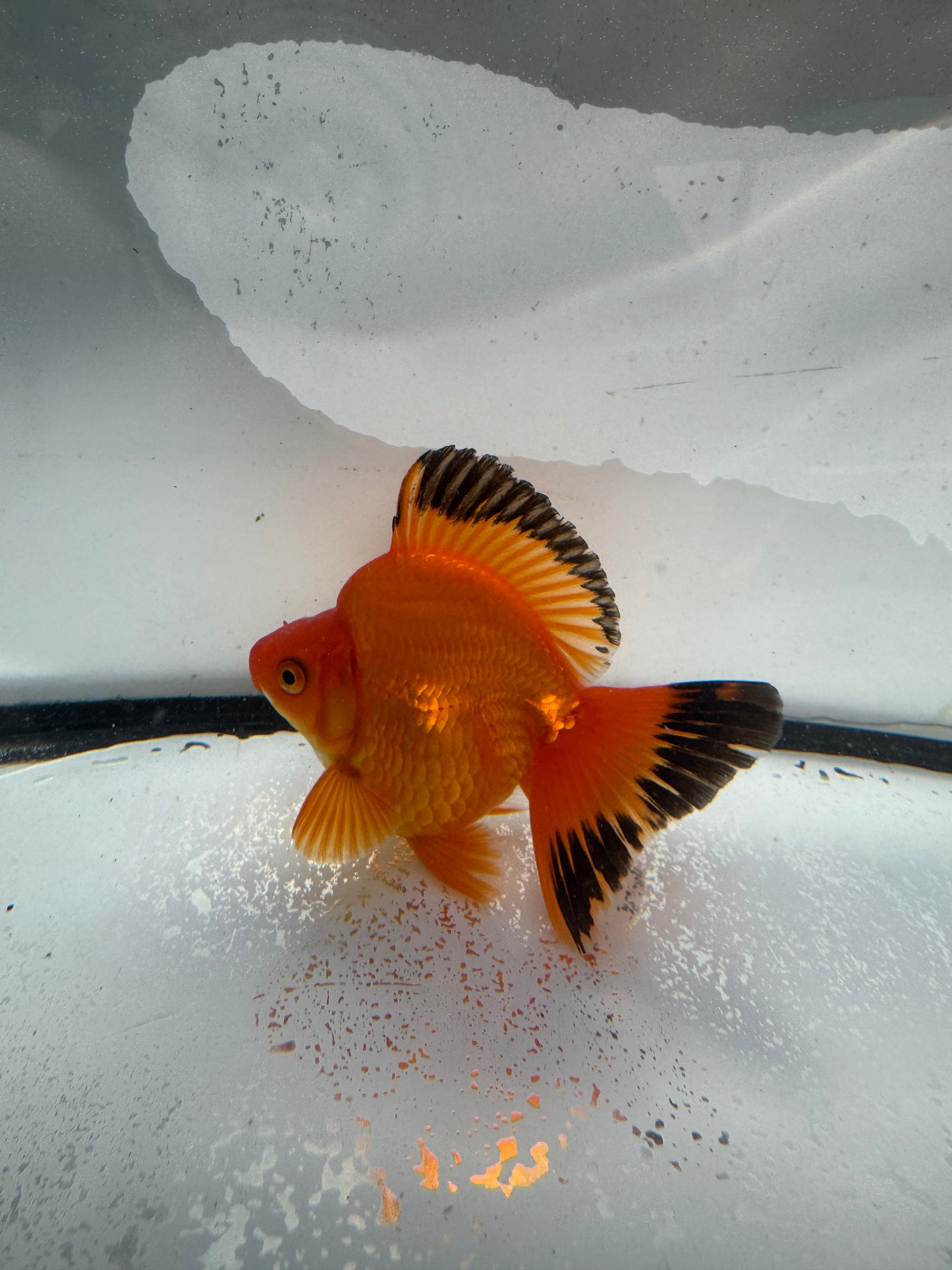 Red Ryukin. WVF1030