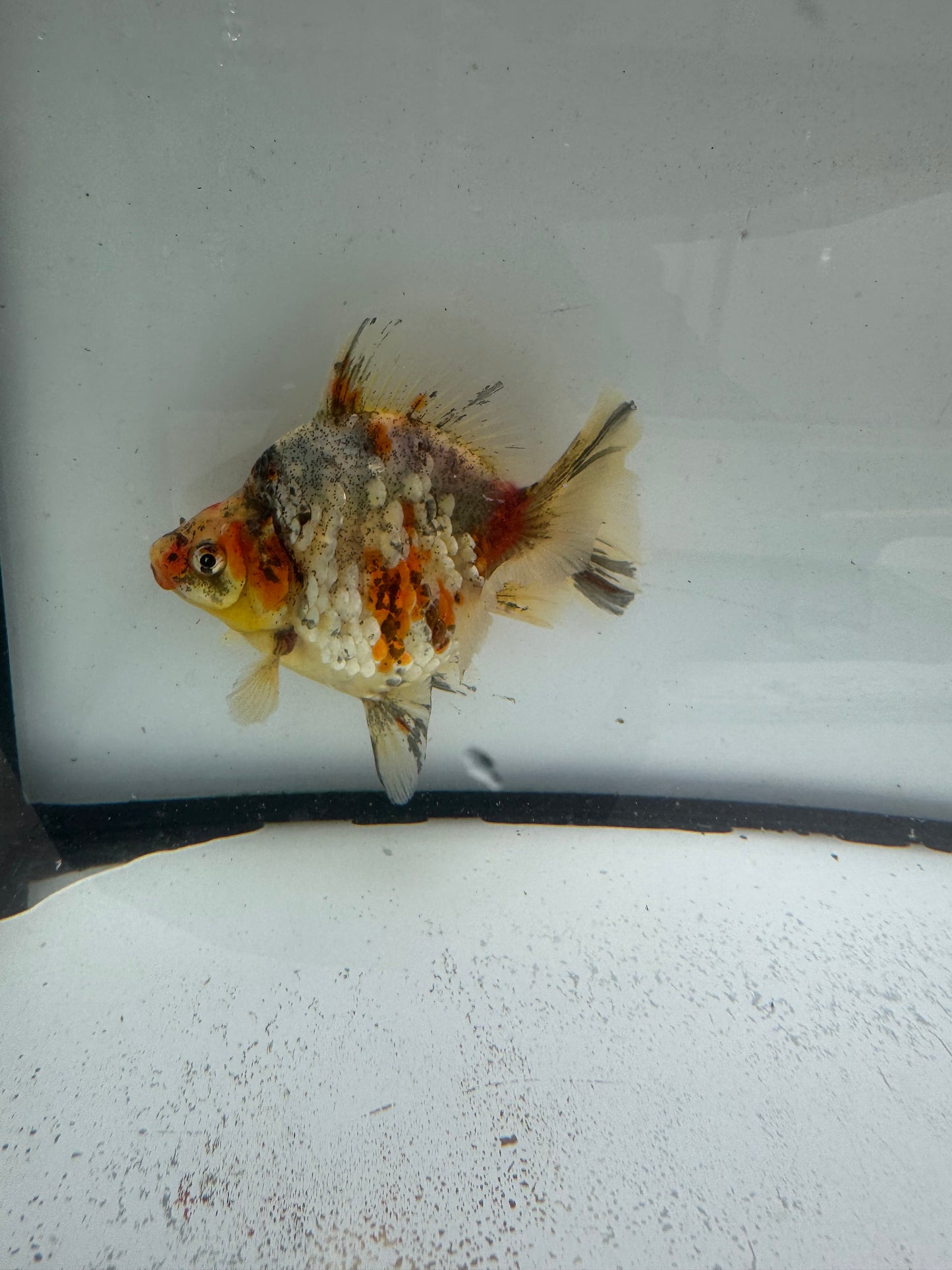Calico broadtail Ryukin. WVF1001