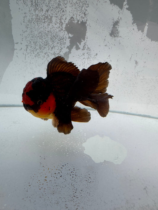Red/ bronze Oranda WVF354
