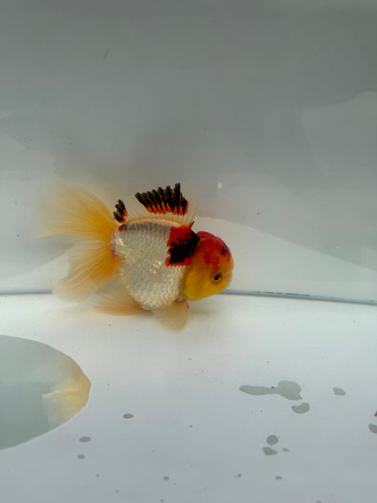 Tricolour Oranda. WVF296