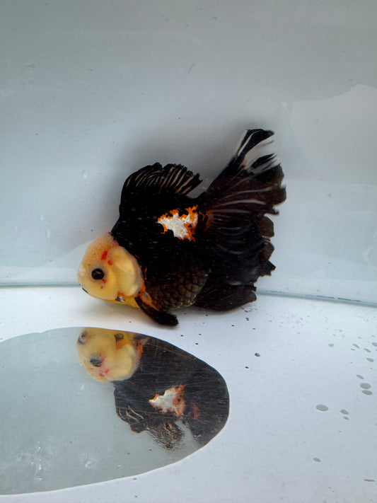 Tricolour Oranda.  WVF301