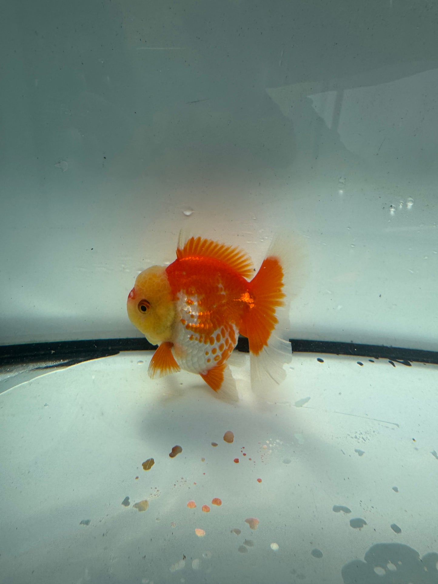 Red&white Oranda. WVF941