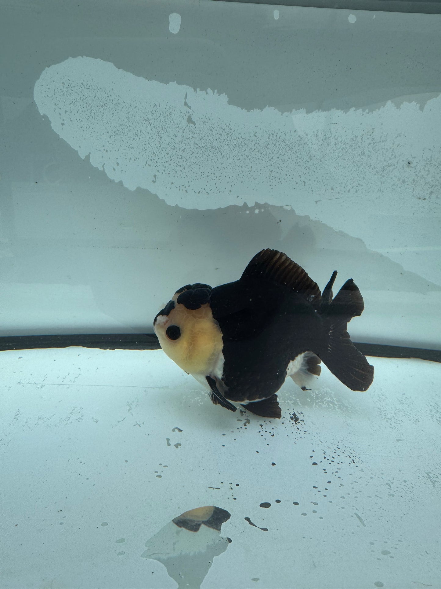 Short tail panda  oranda.  WVF927