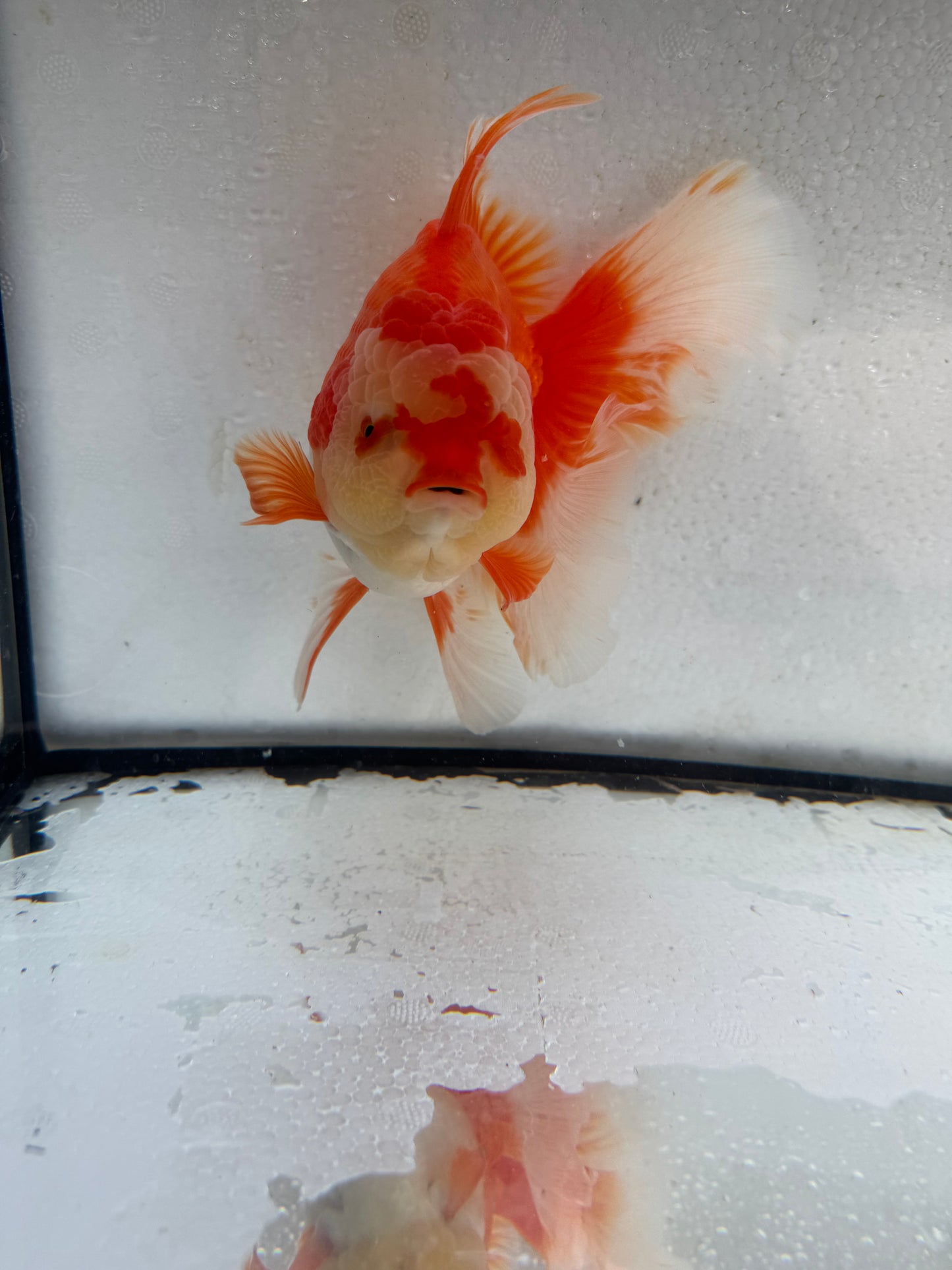 Red&white Oranda. WVF430
