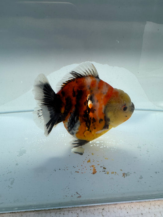 Calico Oranda direct from Meng Lee WVF211