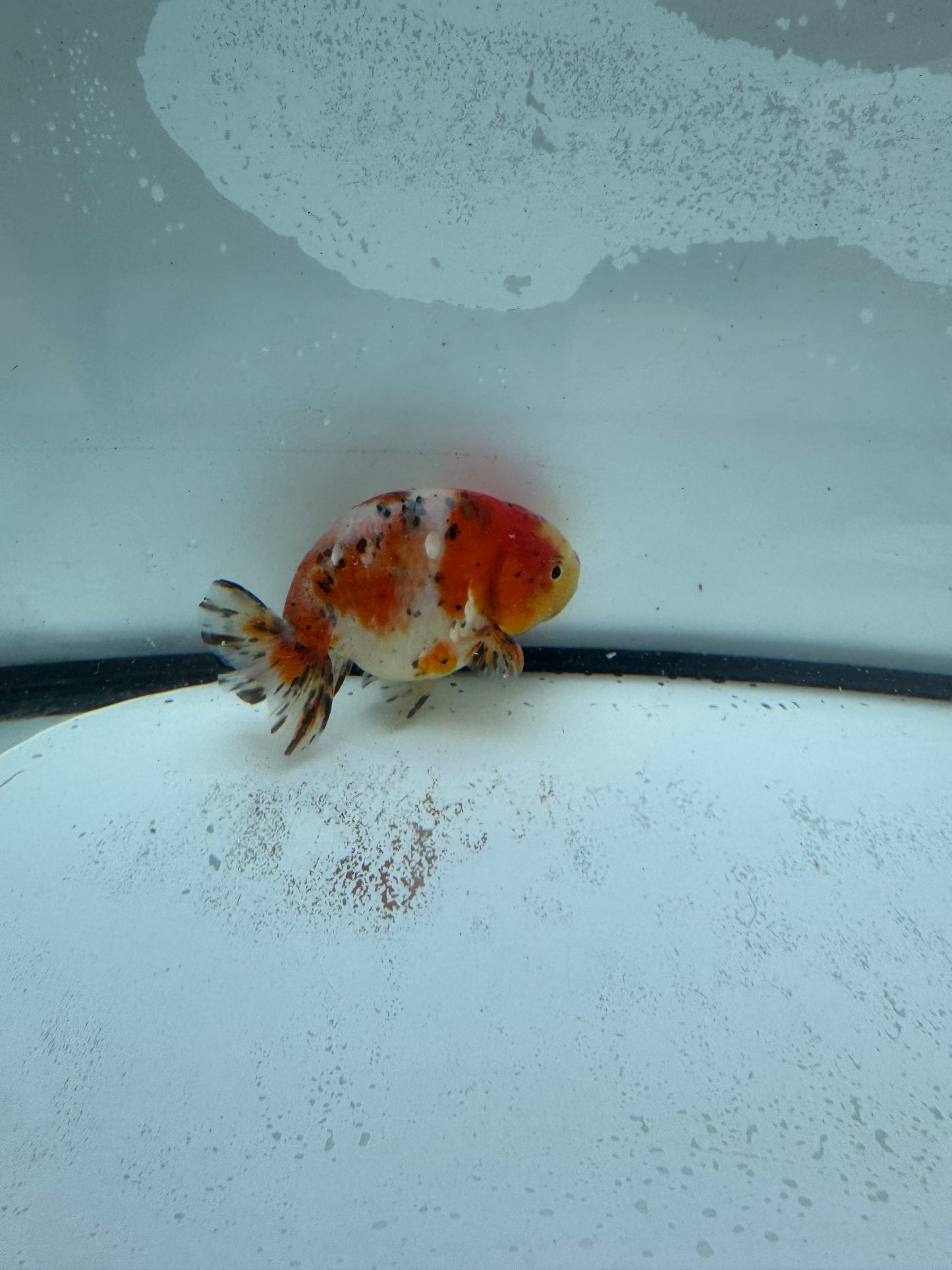 Calico Ranchu. WVF954