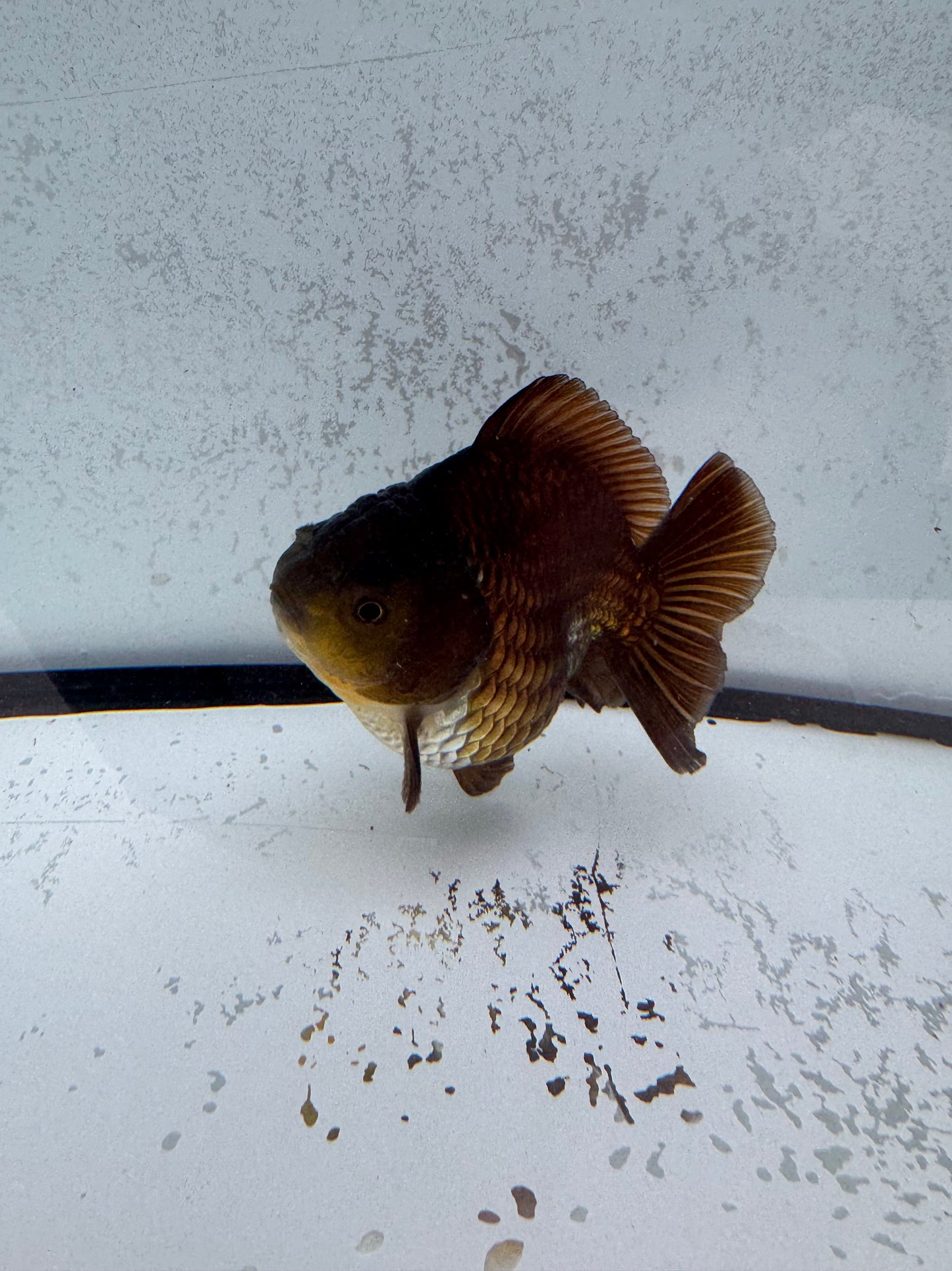 Ochiba Oranda direct from Jack Shogun. WVF465