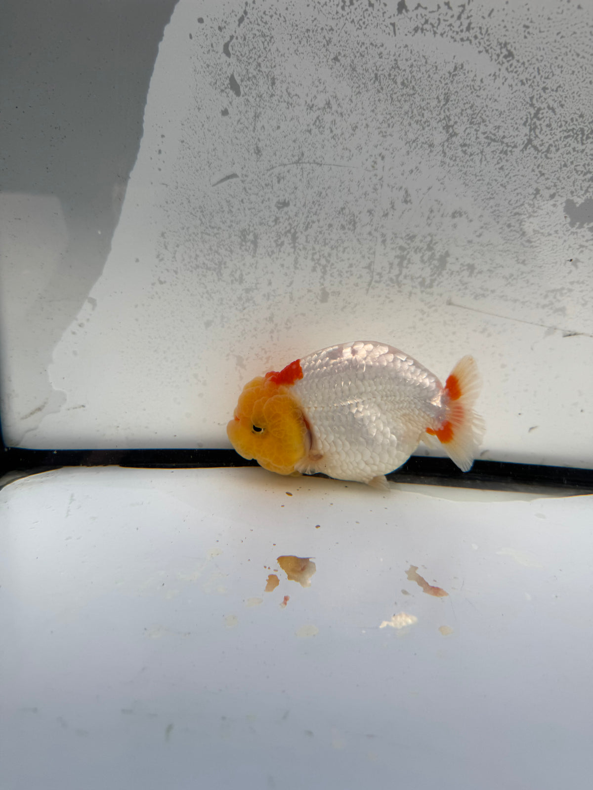 Dragon head Ranchu. WVF1152