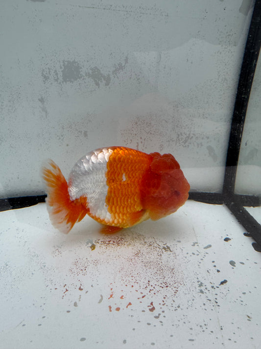 Red&white Ranchu. WVF460