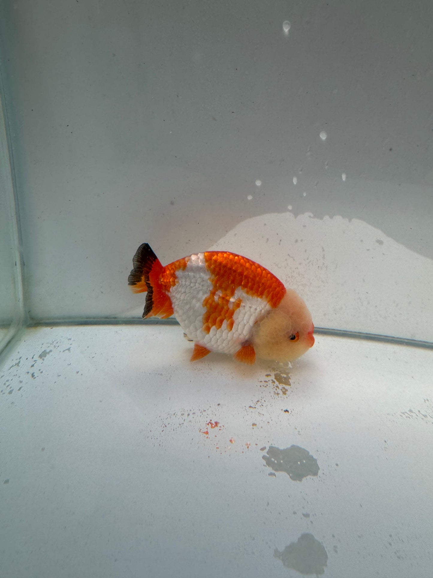 Red&white Ranchu.  WVF034