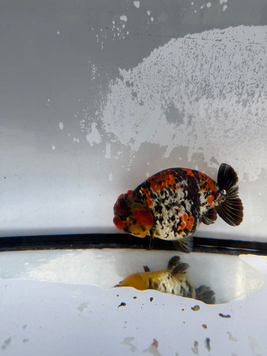 Metalic calico Ranchu.  WVF1237