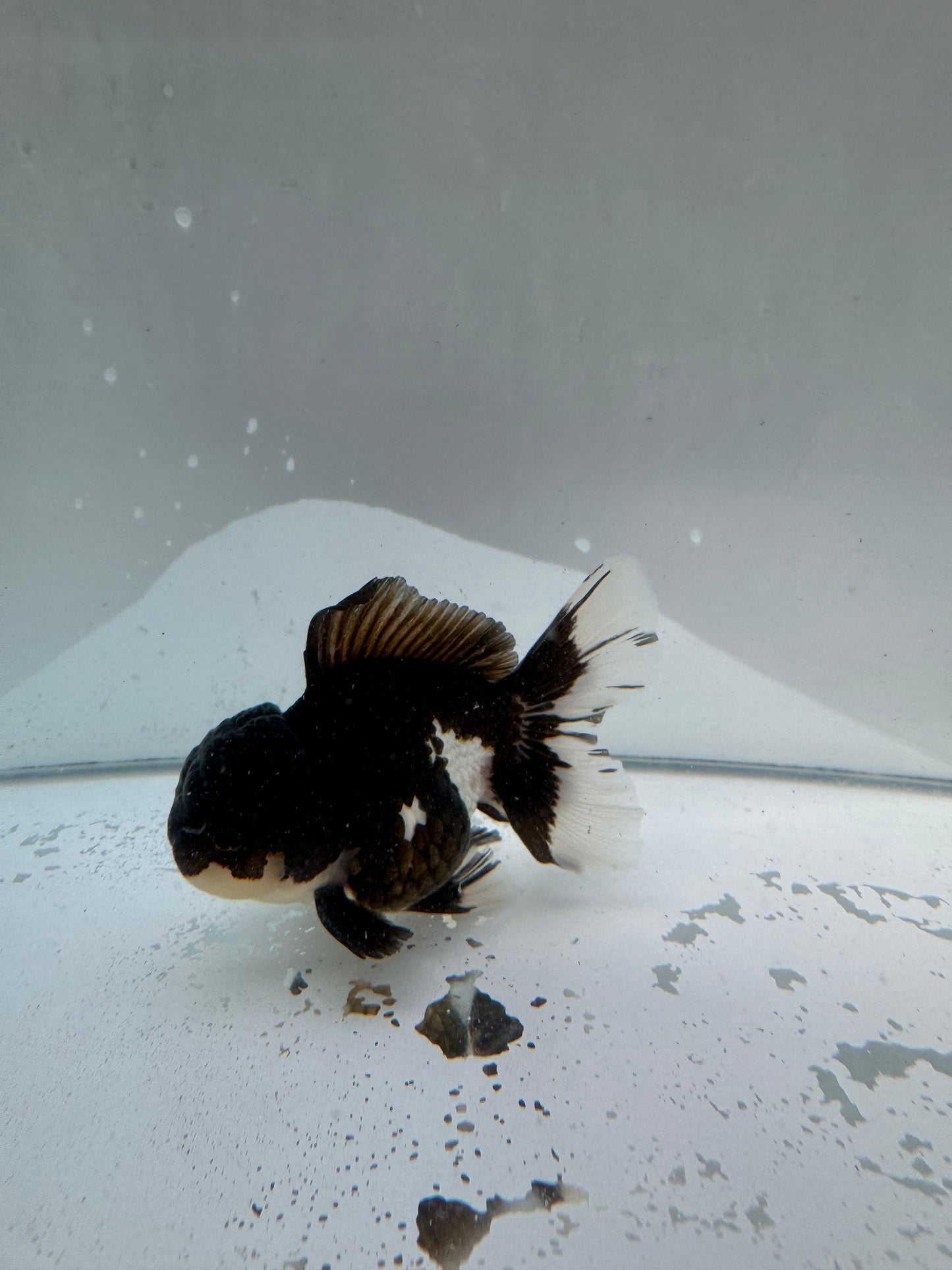 Panda Oranda.  WVF010