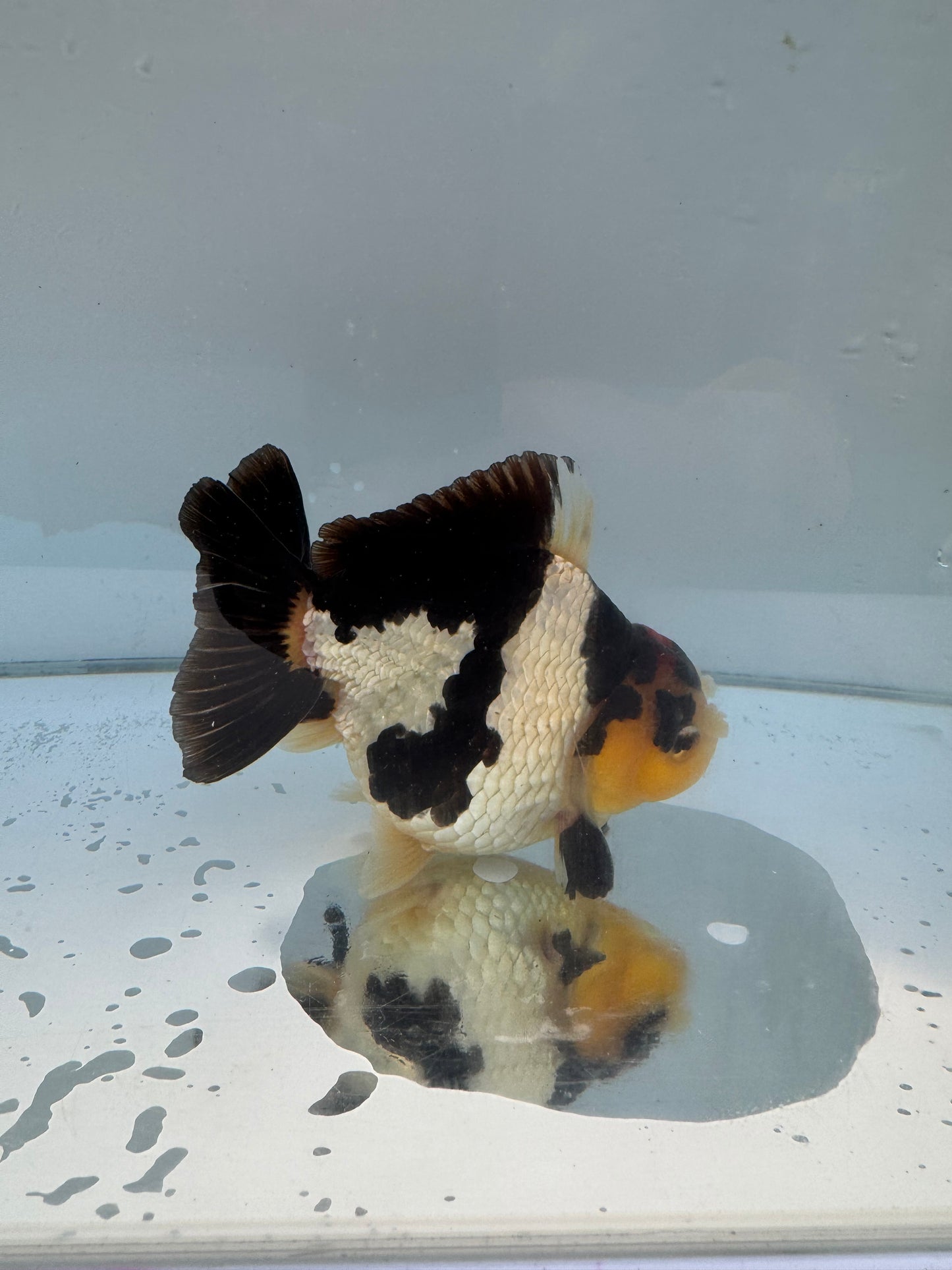 Short Tail Tricolor Pom Pom Oranda.  WVF059