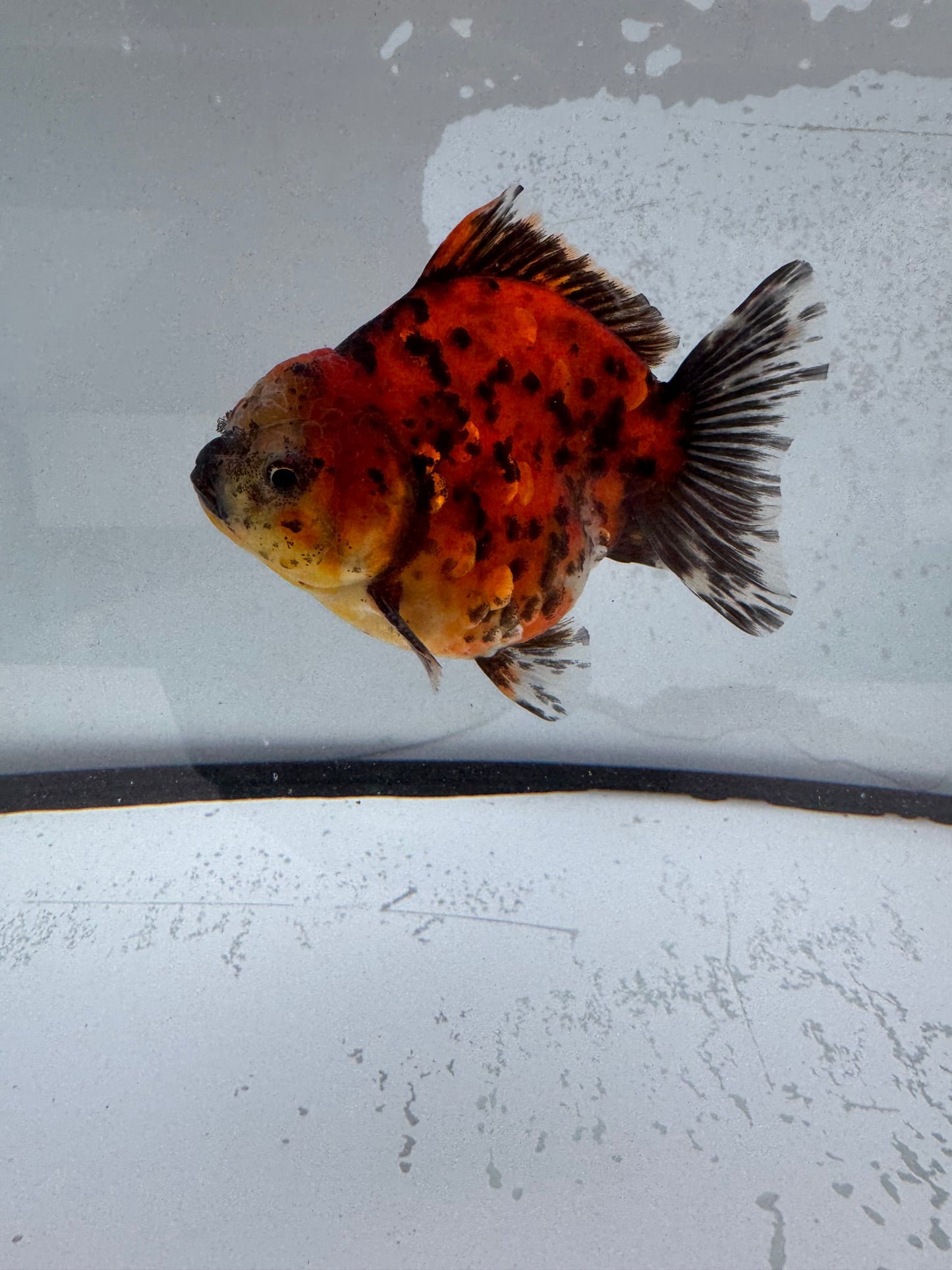 Calico Oranda direct from Jack Shogun WVF467