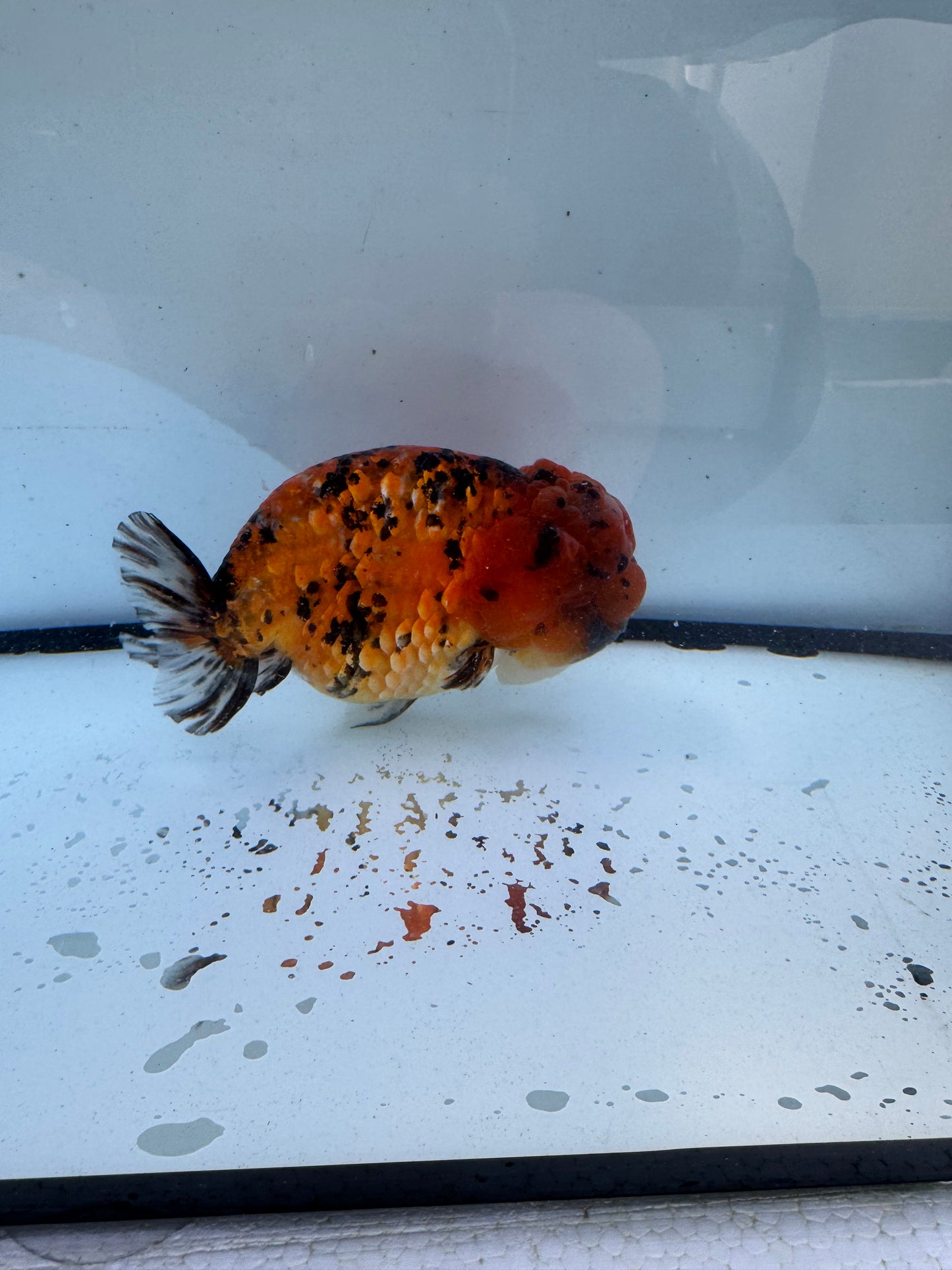 Tiger Ranchu. WVF612