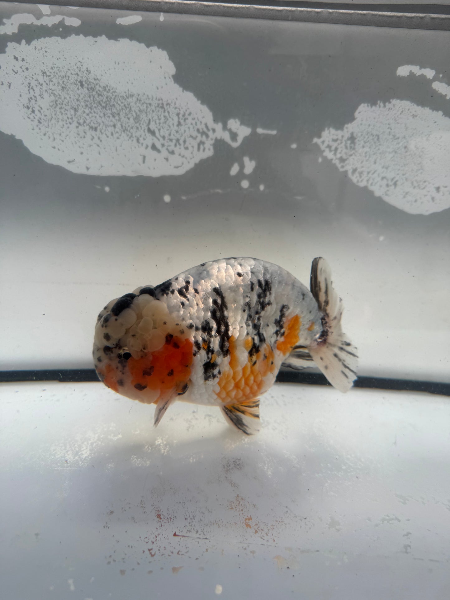 Matalic calico Ranchu. WVF947