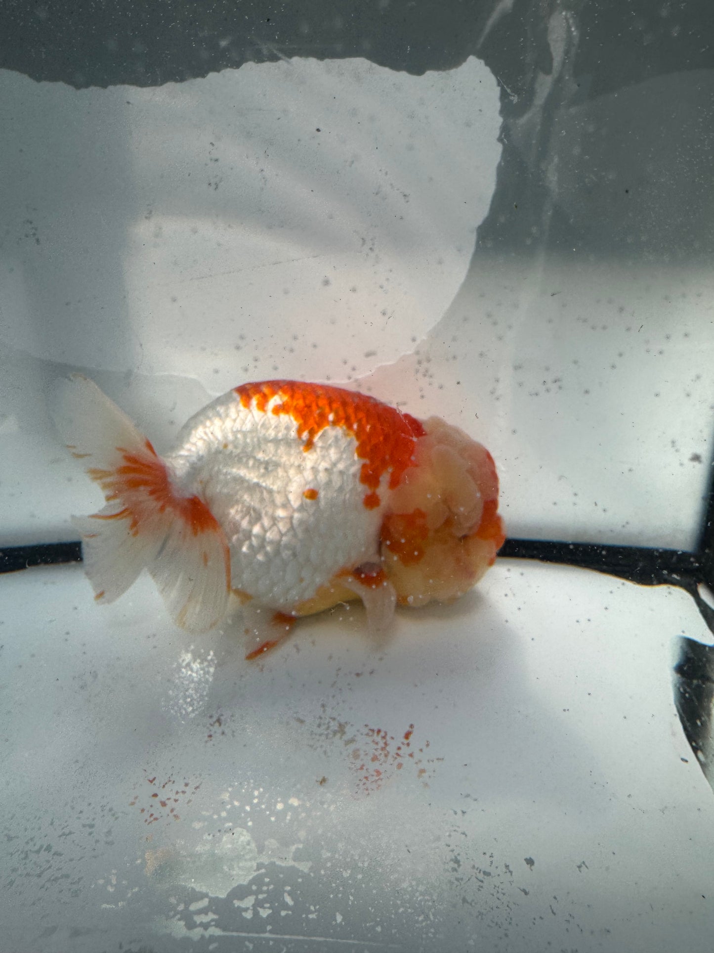 Red&white Ranchu. WVF1126