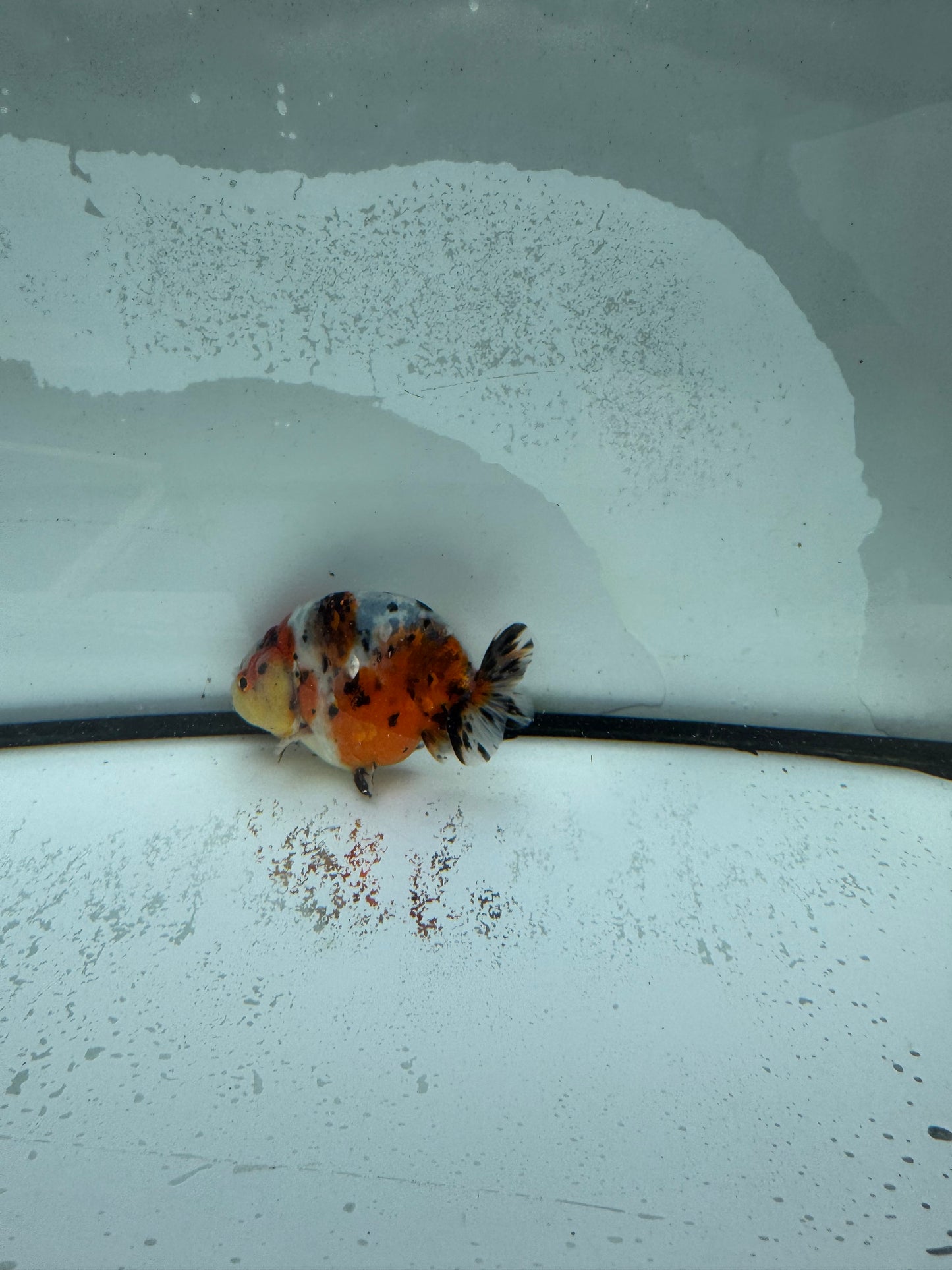 Calico Ranchu. WVF982