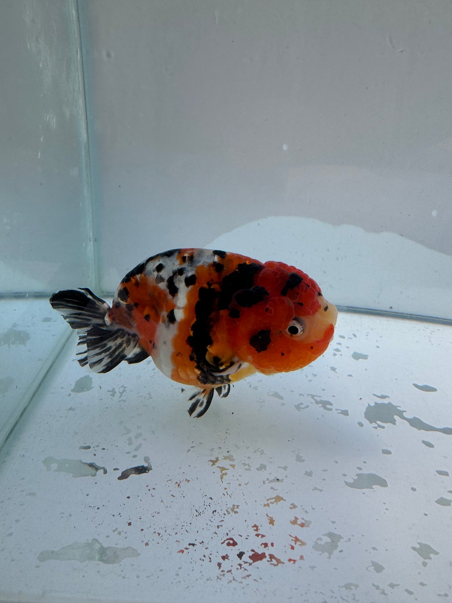 Calico Ranchu. WVF153