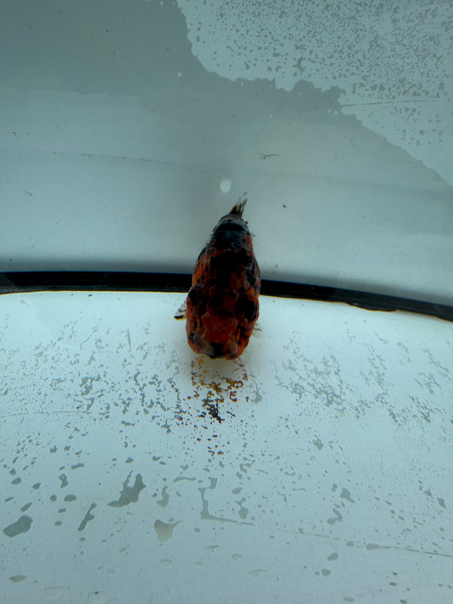 Calico Ranchu. WVF977