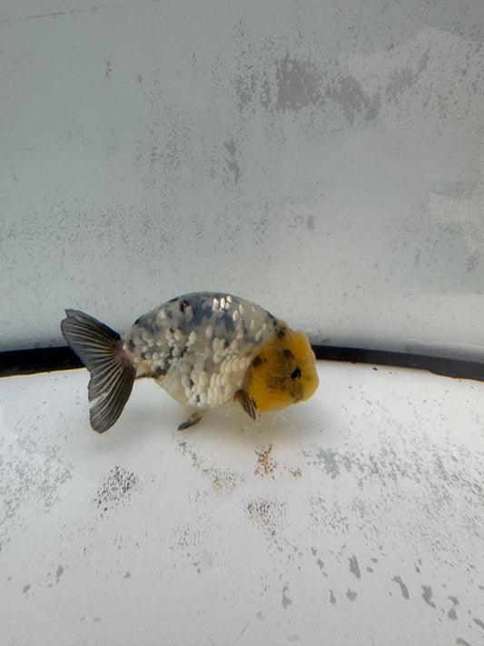 White tiger Ranchu. WVF449