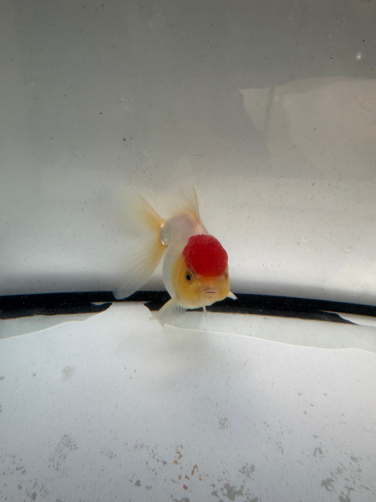 Redcap Oranda. WVF1248