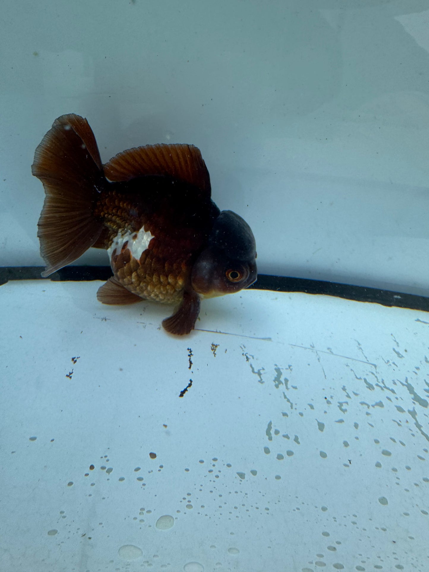 Bronze&white Oranda. WVF705