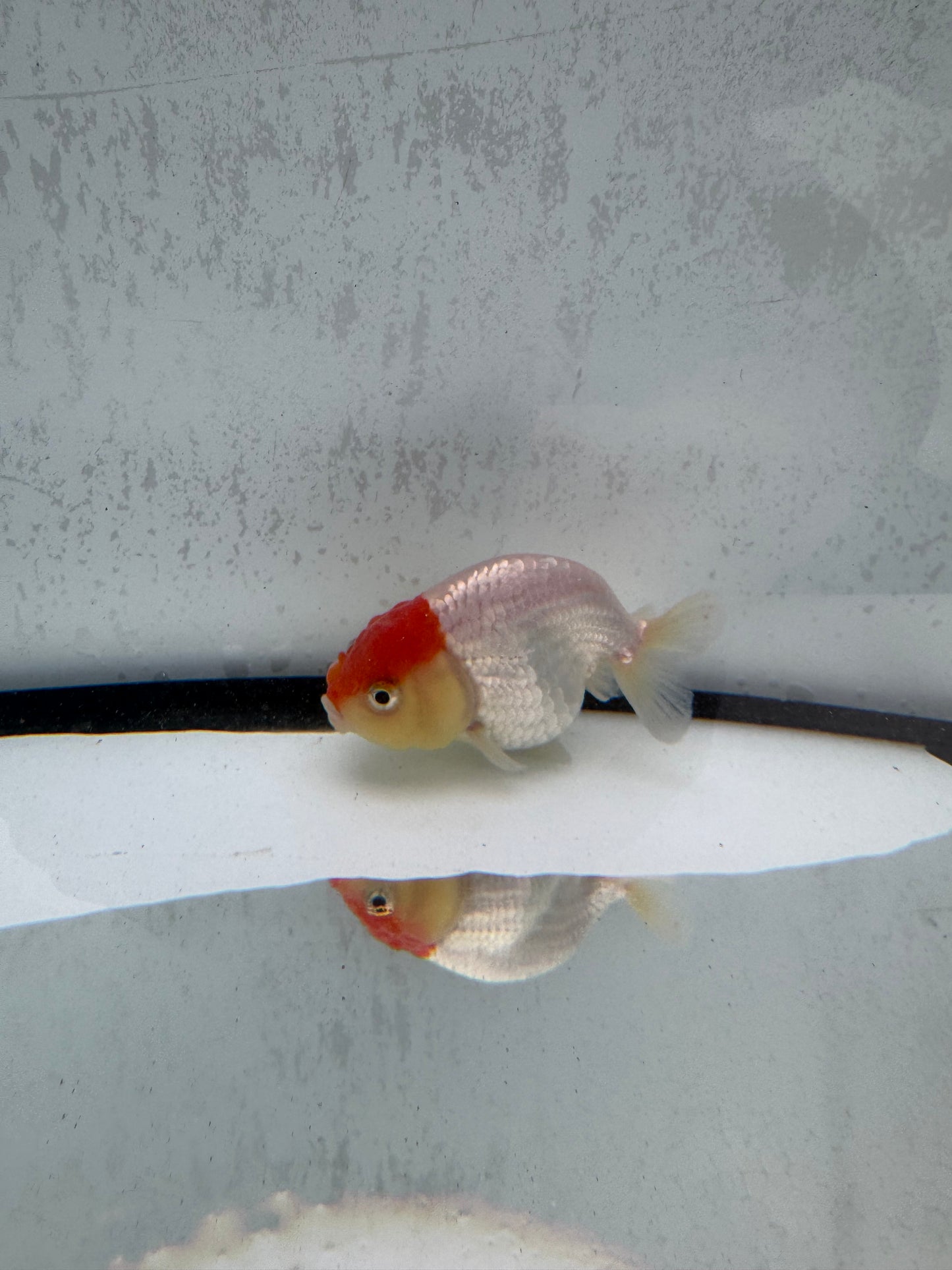 Red&white Ranchu. WVF502