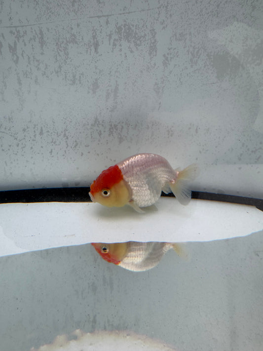 Red&white Ranchu. WVF502