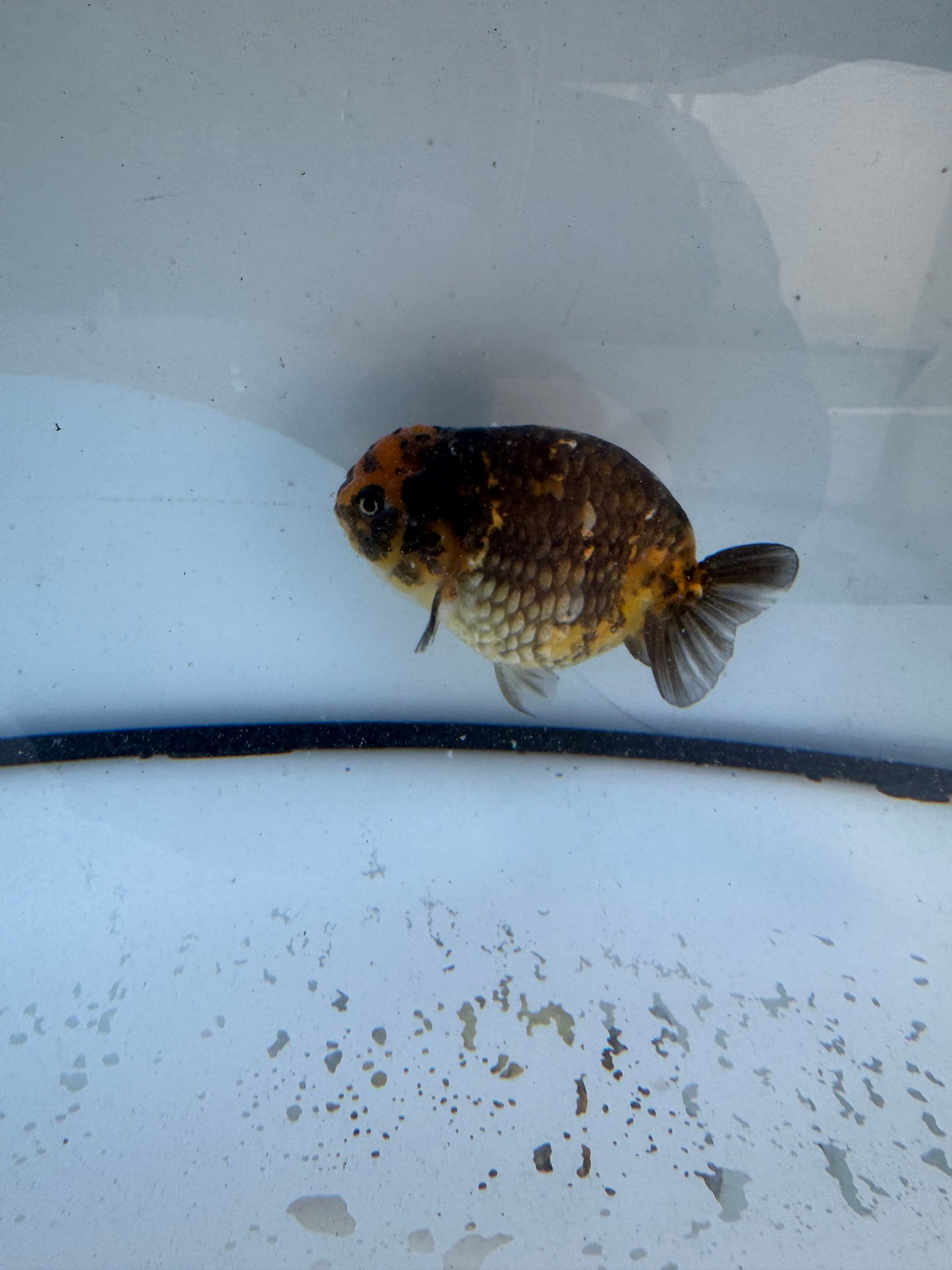 Calico Ranchu. WVF613