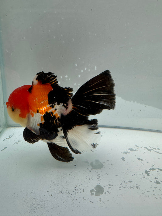 Tricolour Oranda.  WVF021