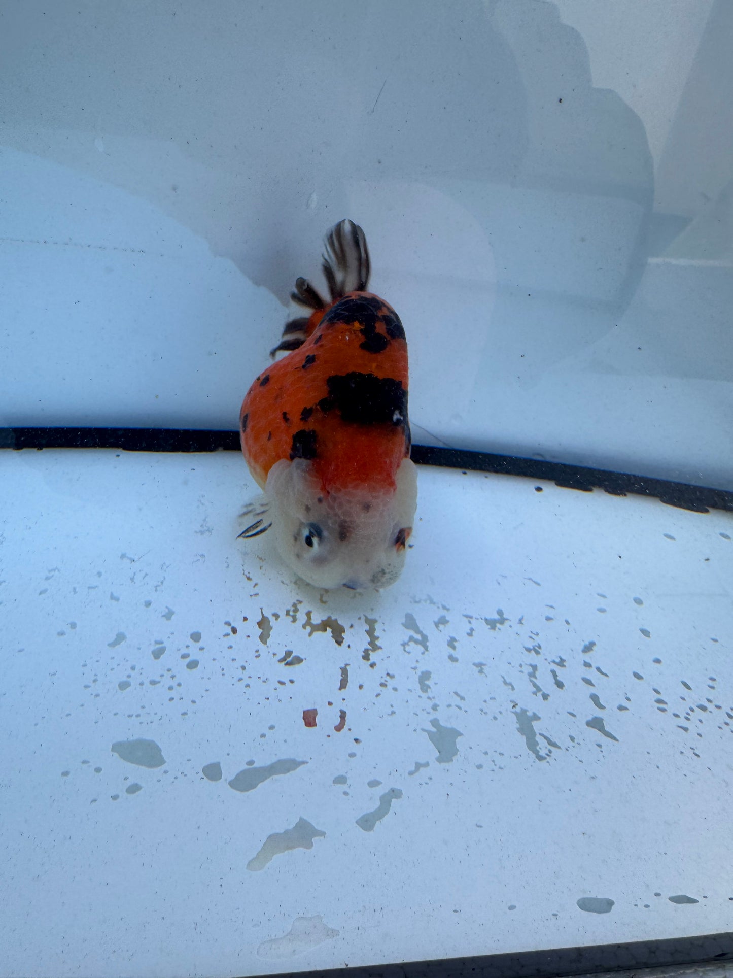 Calico Ranchu. WVF610