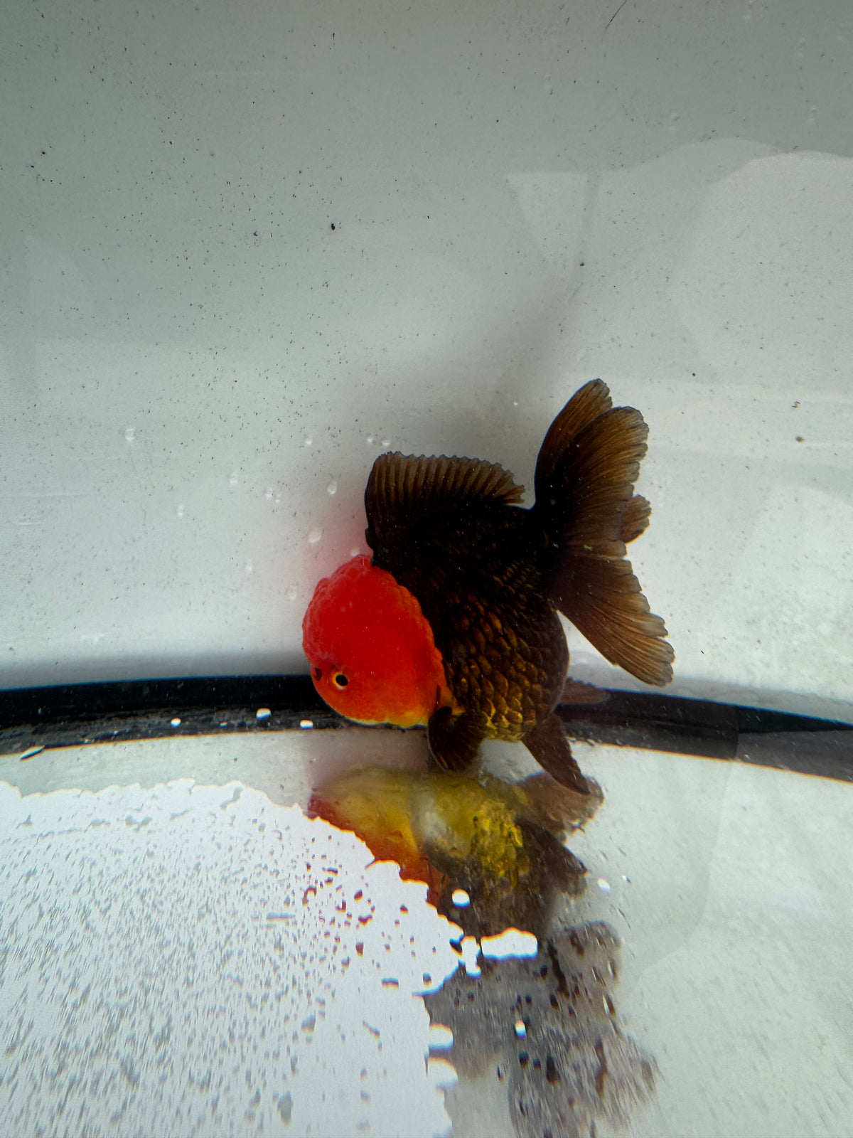Redhead black Oranda. WVF1162