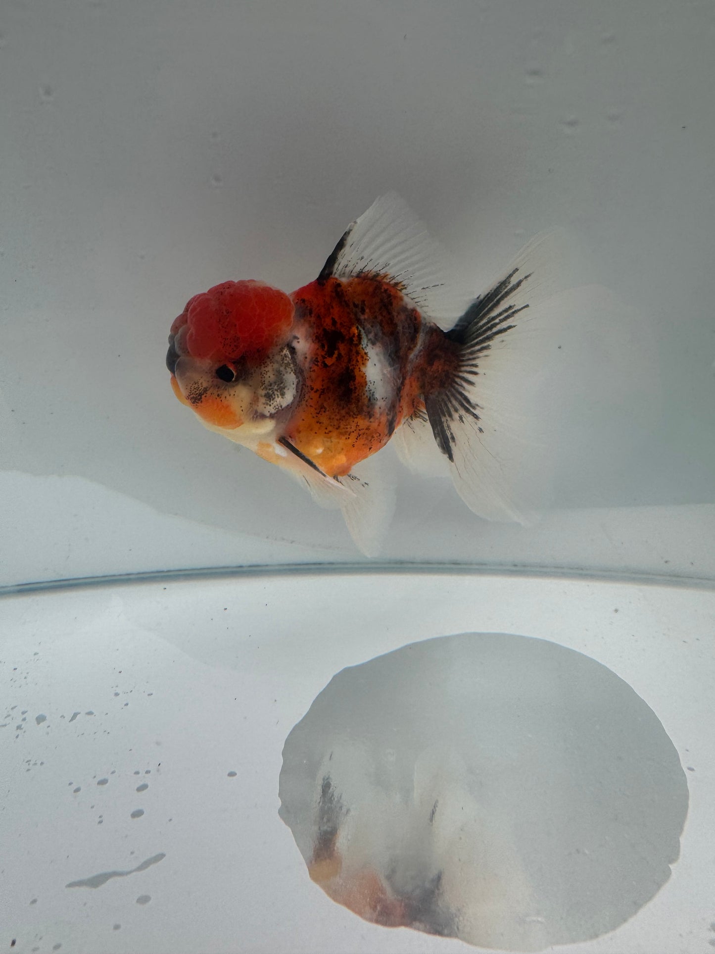 Calico Oranda.  WVF074