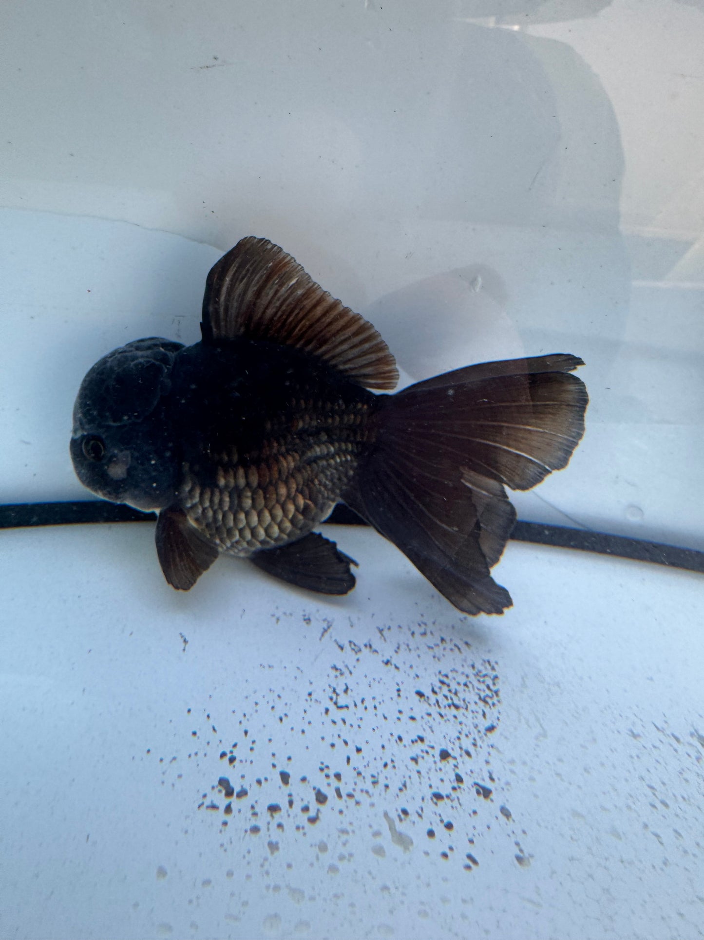 Bronze Oranda. WVF603