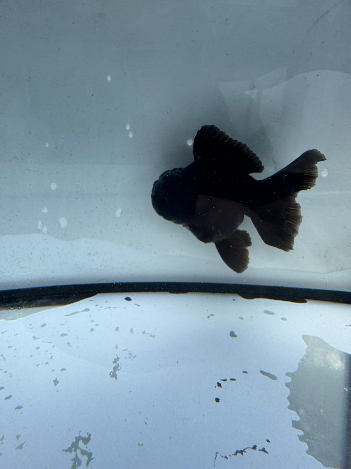 Black Oranda. WVF1167