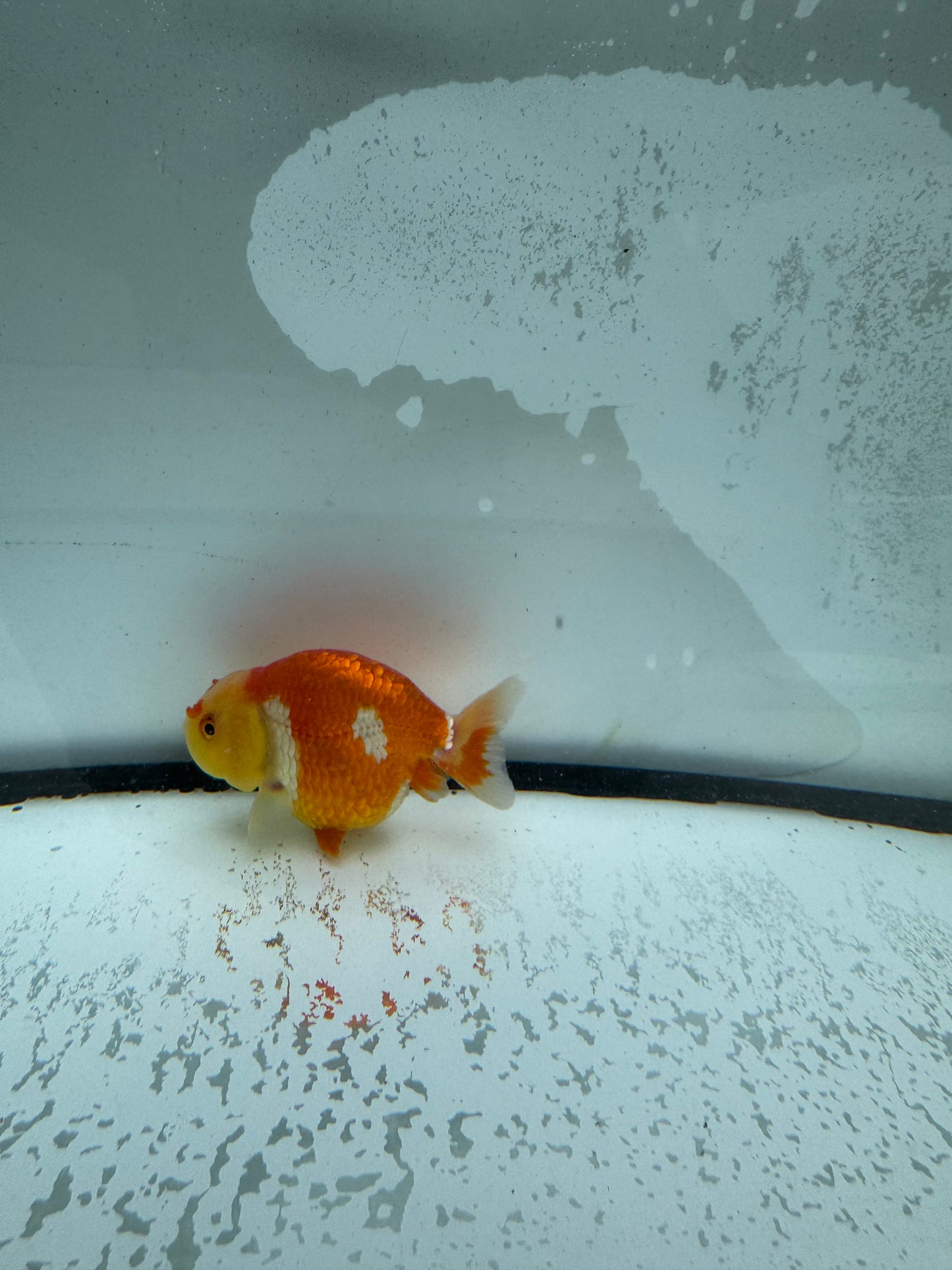 Red&white Ranchu. WVF1012