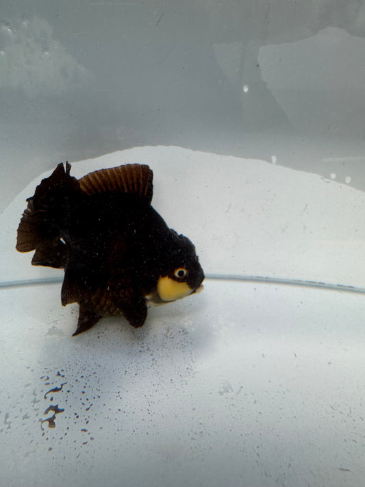Panda Oranda. WVF325,direct from Nana goldfish farm