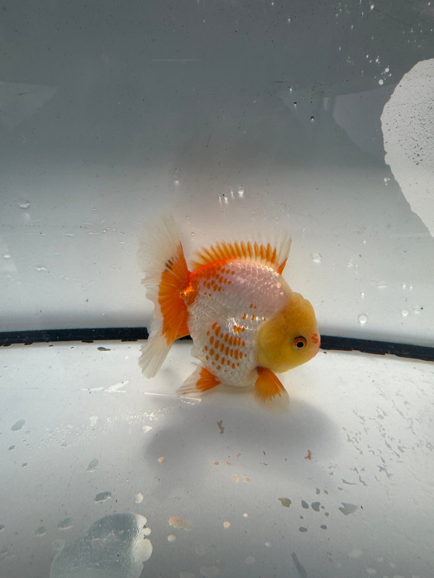 Red&white  oranda.  WVF939