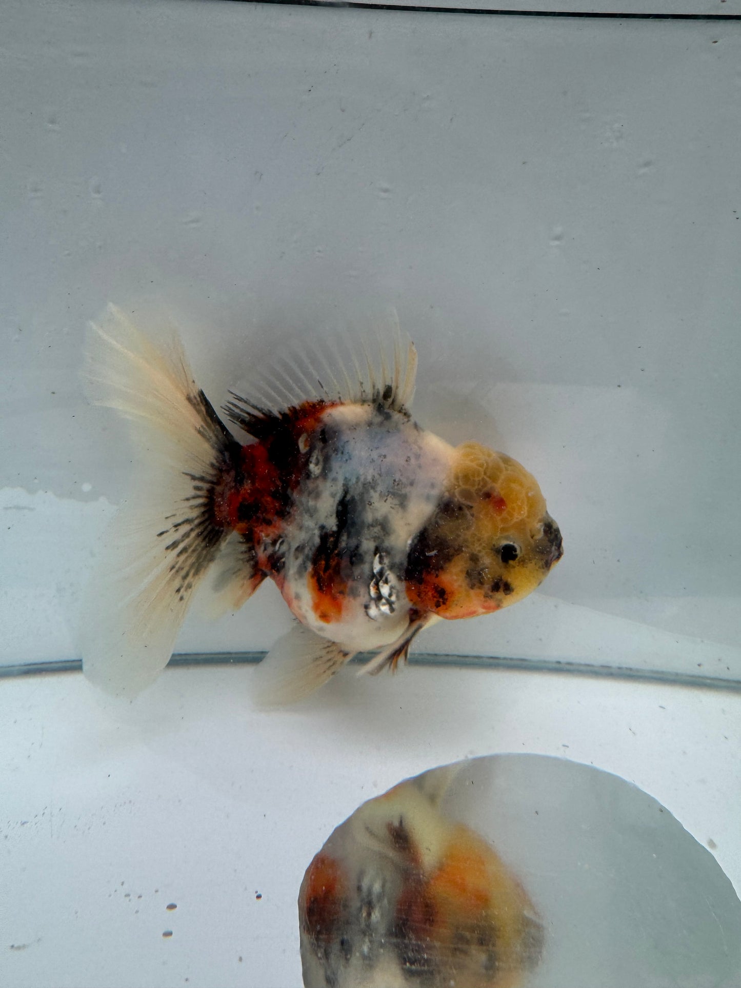 Calico Oranda.  WVF079