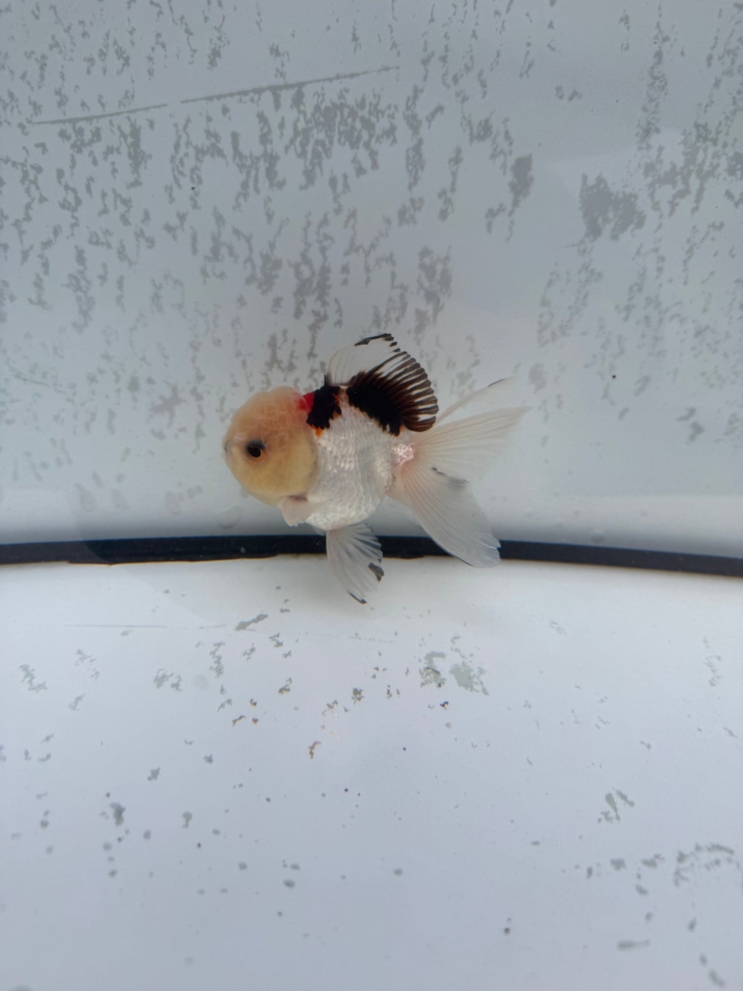 Tricolour Oranda. WVF489