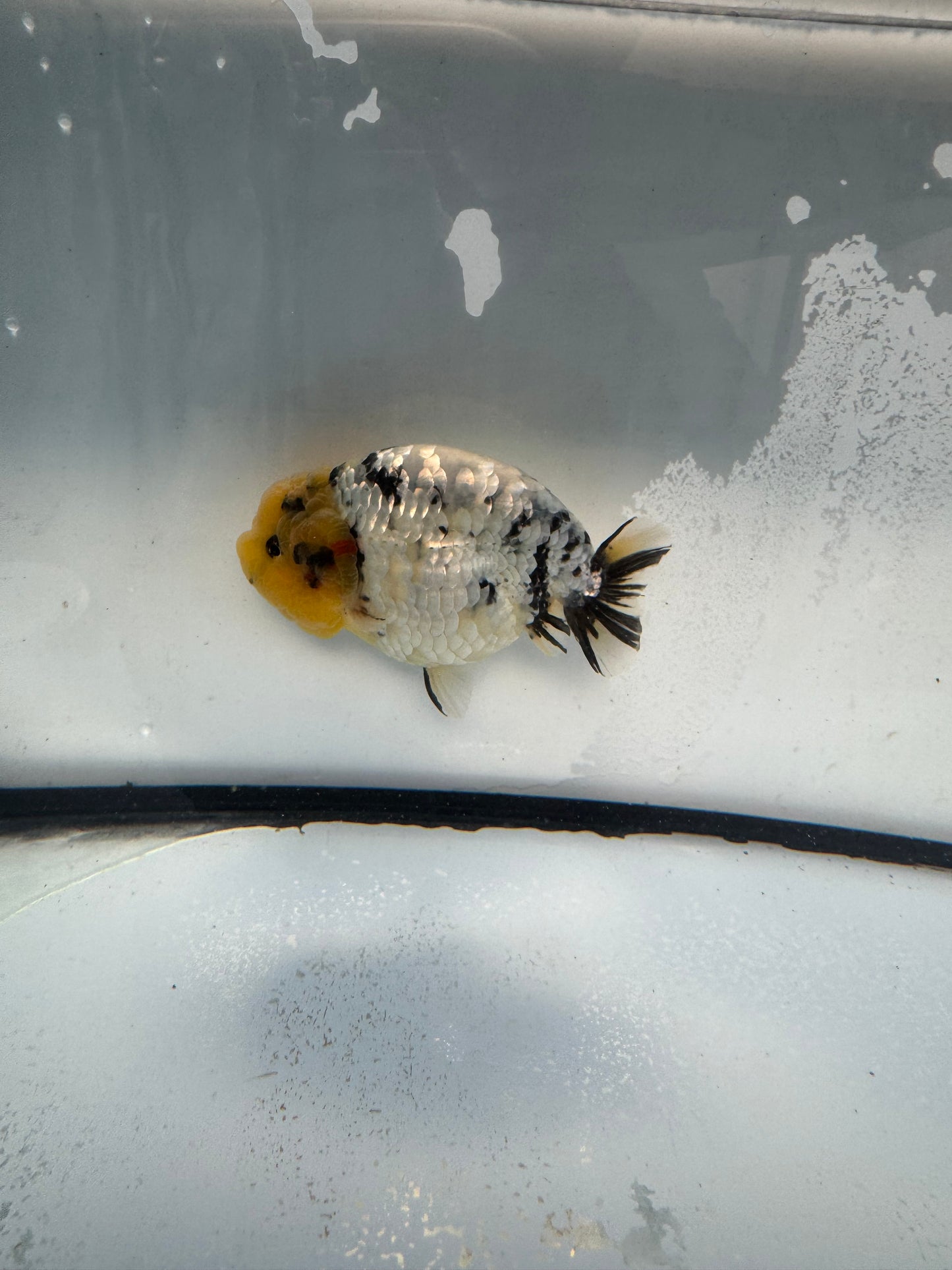 Metalic calico Ranchu. WVF1092
