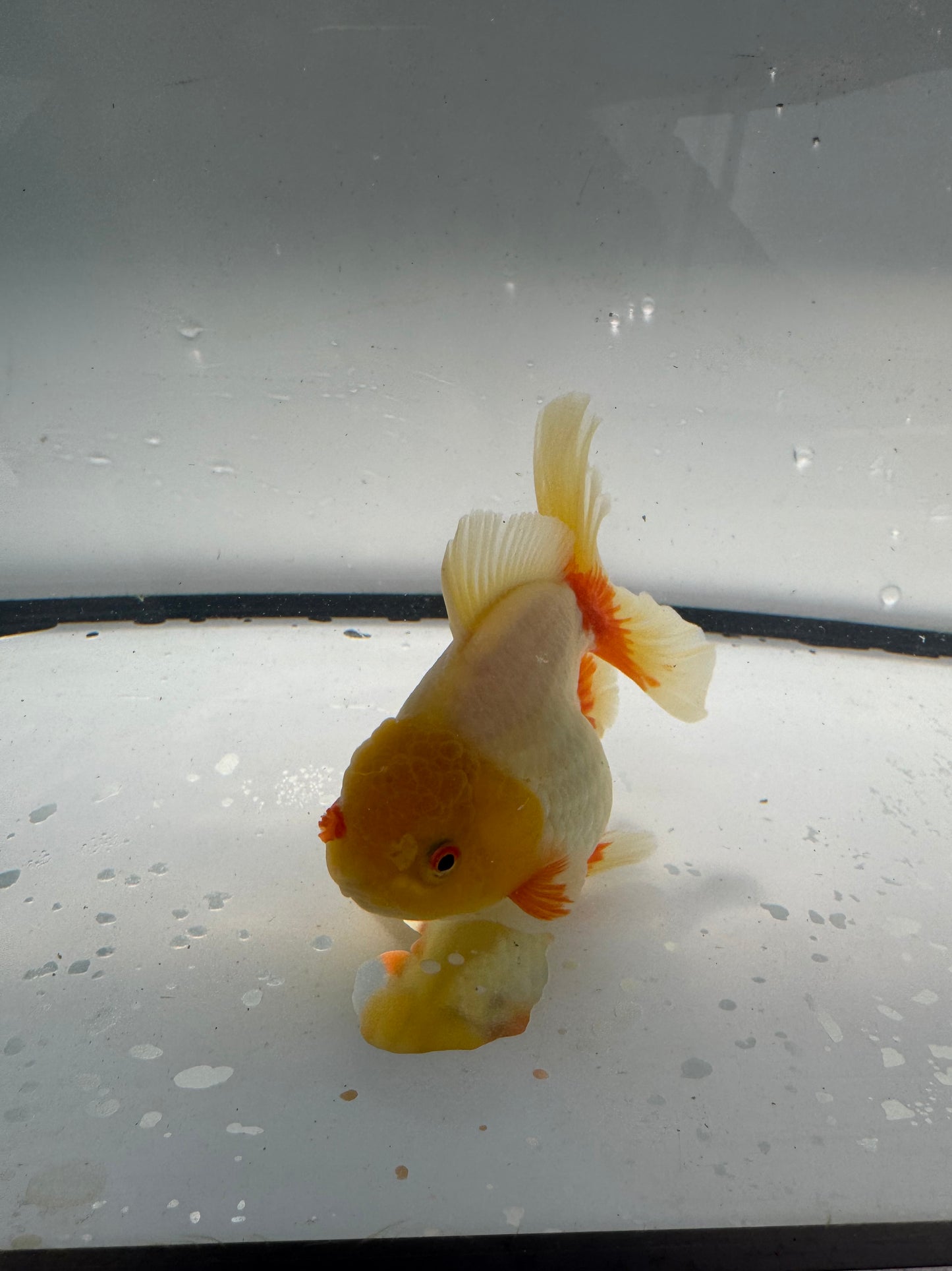 Red&white Oranda. WVF942