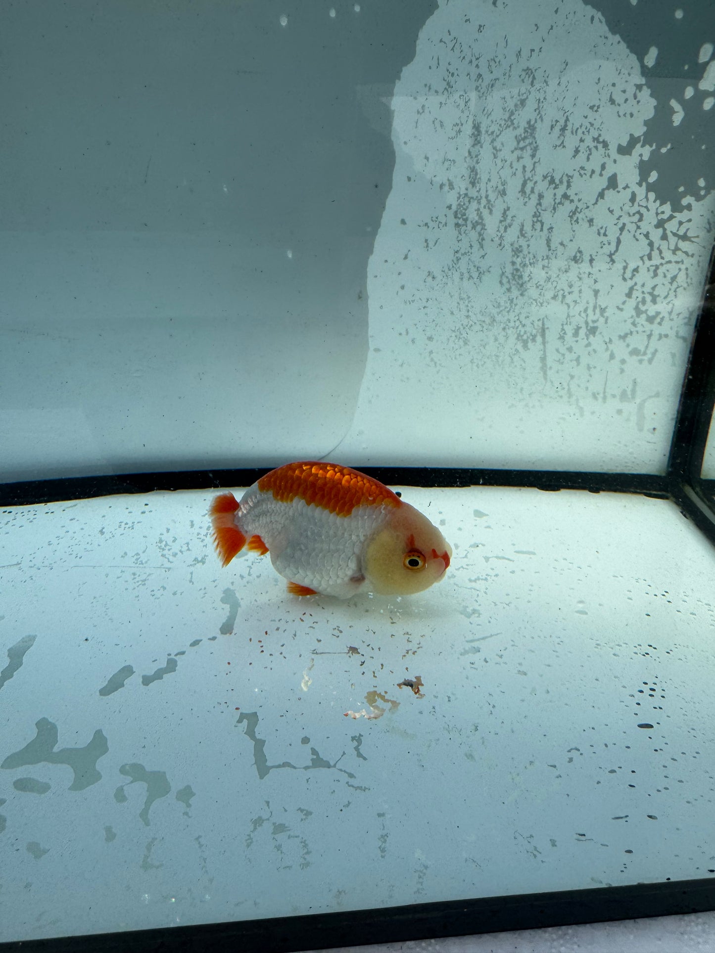 Red&white Ranchu. WVF730