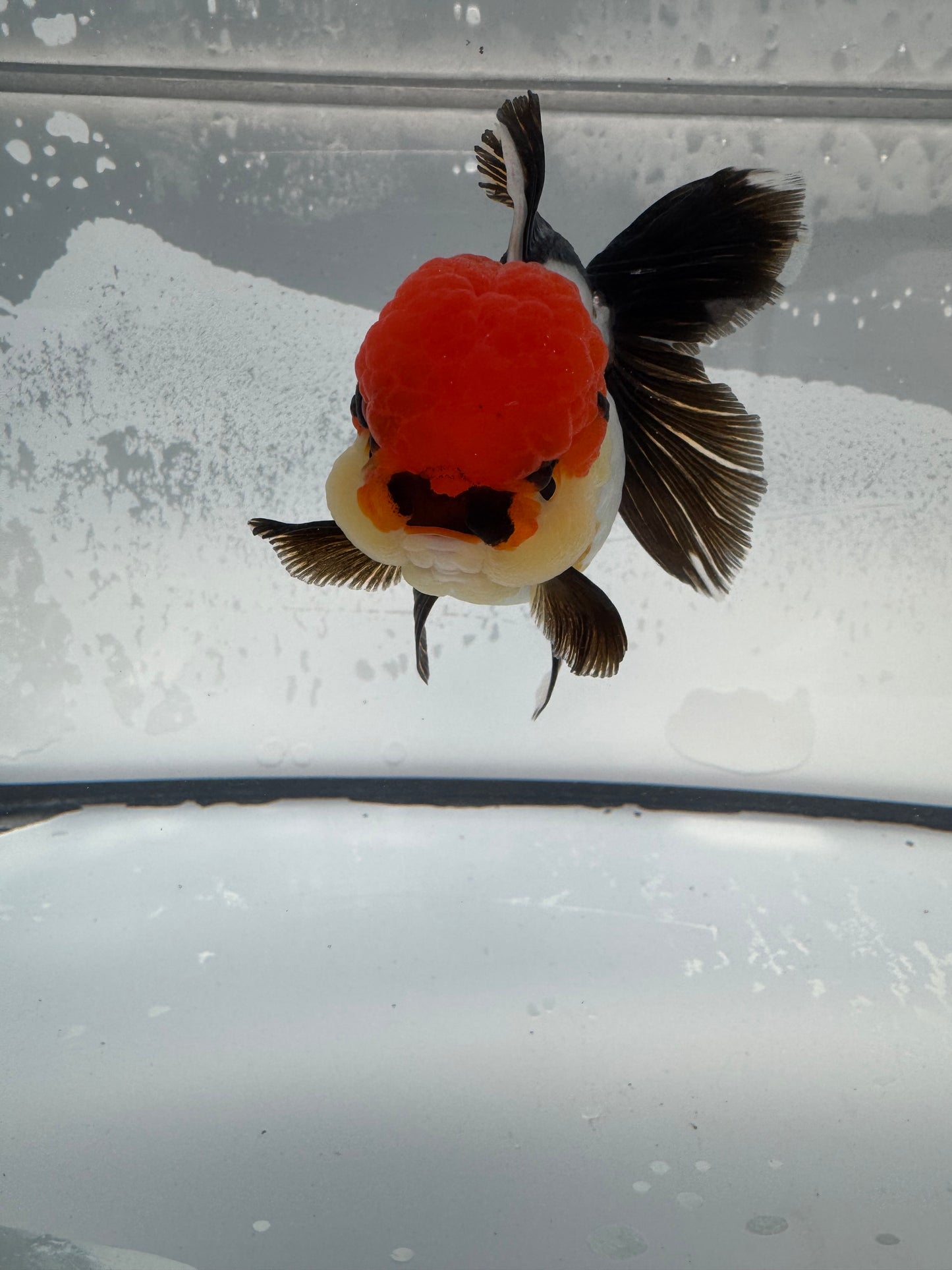 Tricolour Oranda. WVF900